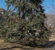 trees