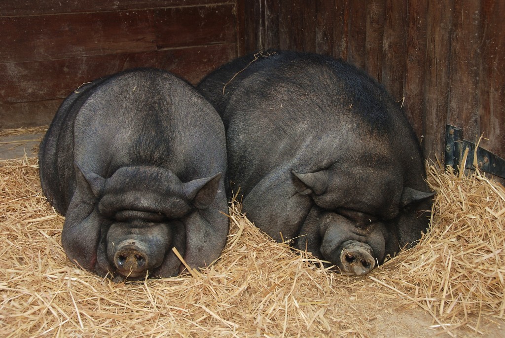 Pigs_July_2008-1