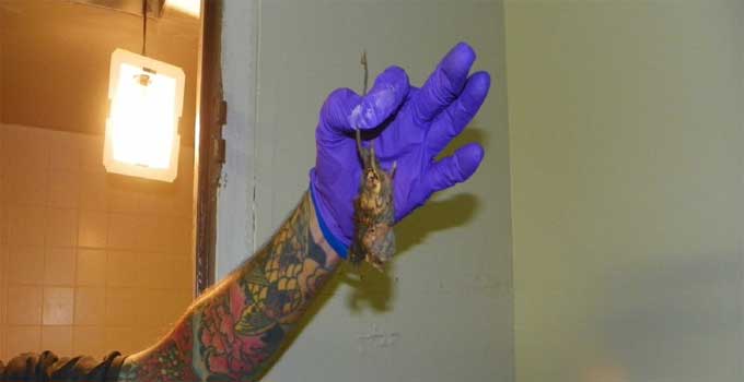 A dead rat found in a Kansas City motel, photo courtesy the Kansas City Health Department. 