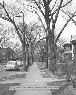 An undated photo of the block showing the street trees that many said were among the finest in Kansas City. Courtesy Kansas City Public Library, Missouri Valley Special Collections. 