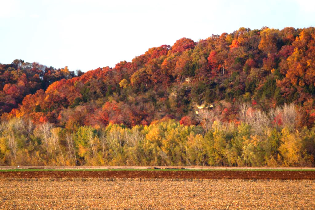 Autumn color on Missouri River bluffs near Hartsburg Access with farmland.