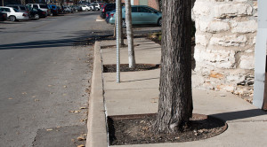 tree-in-sidewalk
