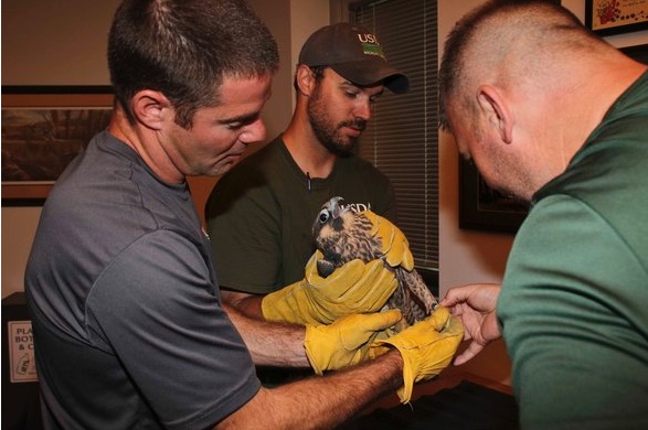 Luke Miller and Micah Glover of USDA Wildlife Services and Joe DeBold (left to right) examine the young falcon. Courtesy Missouri Department of Conservation. 